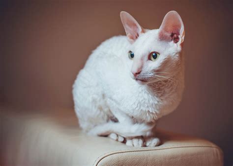 White Breeds of Cat With Pictures - Cat-World