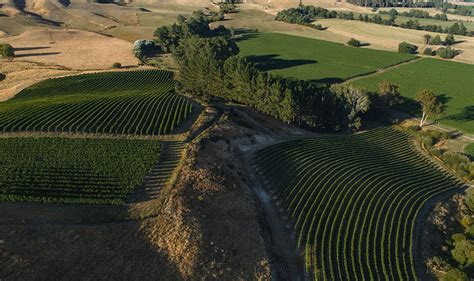 Marlborough Pinot Noir Best Nz Pinot Noir Babich Wines