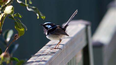 Male Superb Fairy Wren | BIRDS in BACKYARDS