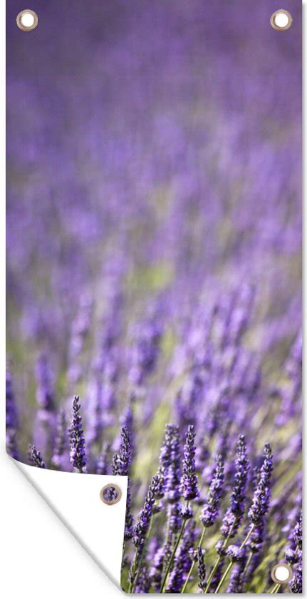 Schuttingposter Close Up Van Een Veld Paarse Lavendel X Cm