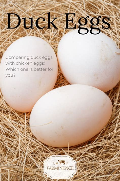 All About Duck Eggs — Nutrition Benefits And Comparison