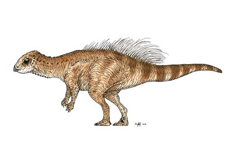 Micropachycephalosaurus