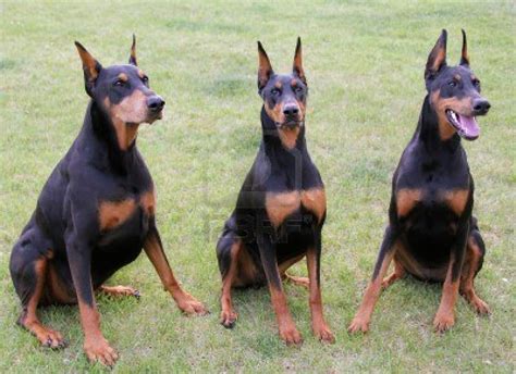 Cute Doberman Pinscher dogs photo and wallpaper. Beautiful Cute ...