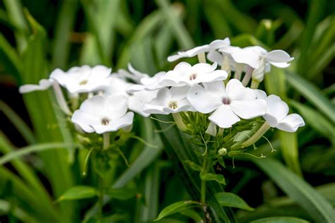 Grow David Garden Phlox For White Perennial Flowers