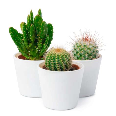 10 Tips For Indoor Cactus Care Must Read Indoor Gardening