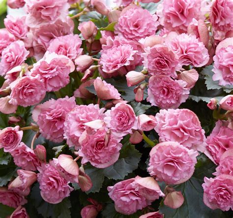 Frivola Pink Rieger Begonia Begonia X Hiemalis Pleasant View Gardens