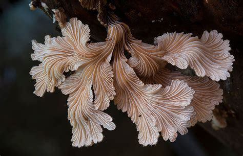 Beautiful Mushrooms Of The World