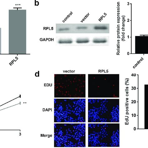 Overexpression Of Rpl Suppressed The Proliferation Of Breast Cancer