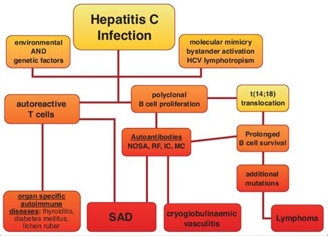 Hepatitis C Hepatitis C Ansteckung Symptome Therapie Vitanet De Over