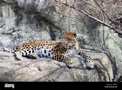 Panthera Pardus Orientalis Hi Res Stock Photography And Images Alamy