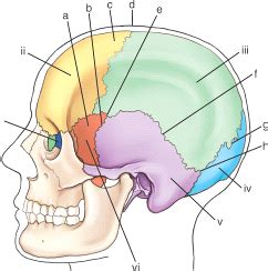 Chapter Cranium Facial Bones And Paranasal Sinuses Flashcards