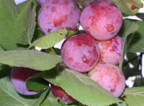 Сливово-вишневый гибрид Самоцвет купить по отличной цене в Москве и ...