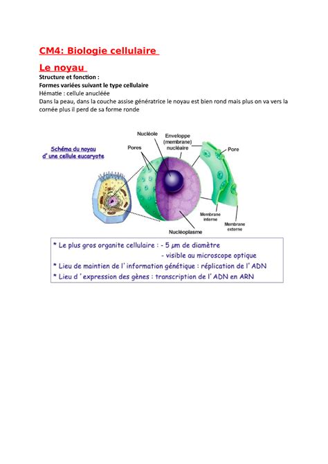 Cm Bio Cel Notes De Cours Prises En Amphi Cm Biologie Cellulaire