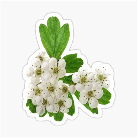 White Hawthorn Flower With Leaves Sticker For Sale By Sidouseller