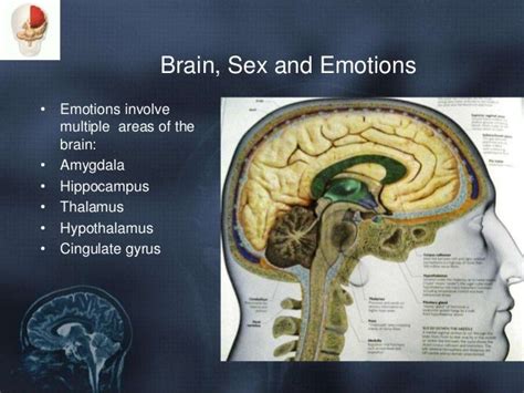 Sex And Brain