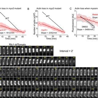 Disassembly of contractile ring actin filaments in type II myosin ...