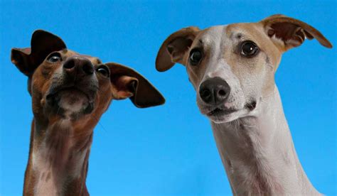 The Whippet Italian Greyhound Mix - A Guide to the Whippig