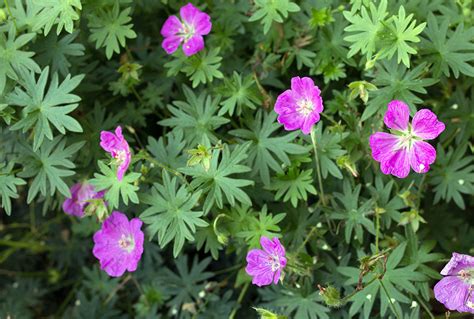 Geranium sanguineum | Stonehouse Nursery