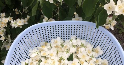 Сушеный жасмин рецепт с фото пошаговый от Ольга Сыромолот - Овкусе.ру