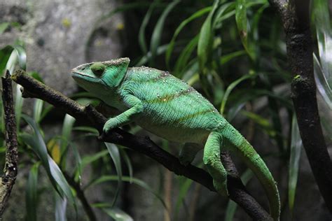 Return of the Reptiles! Special Expo Hits Iconic Hamburg Venue - BCTV