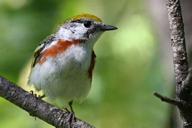 Chestnut-sided Warbler - Photos, facts, and identification tips