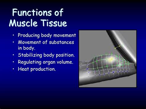 Human Muscular System Svhs Adv Biology Unit 6 Ppt Download