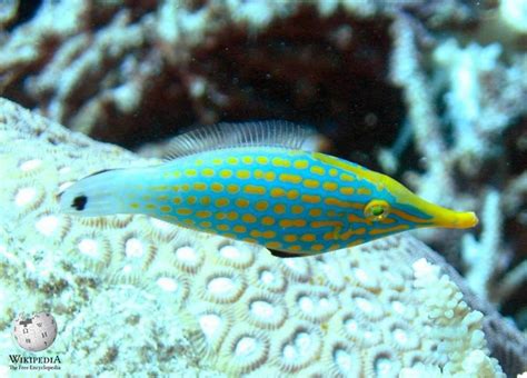 Harlequin filefish - Moalboal Reef Species