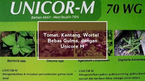 Penggunaan Herbisida Sebelum Biji Gulma Berkecambah Dan Setelah Awal