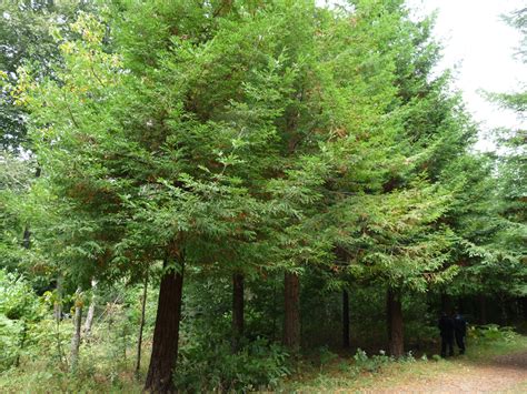 Photographie de Séquoia toujours vert sequoia sempervirens