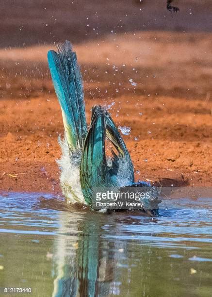 245 Green Jay Bird Stock Photos, High-Res Pictures, and Images - Getty ...