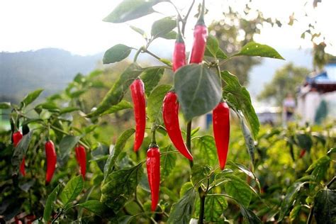 Graines Biologiques De Piment De Cayenne Pensez Sauvage