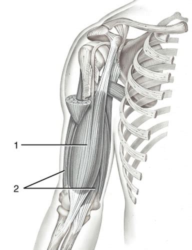 Muscles Of The Arm And Forearm Flashcards Quizlet