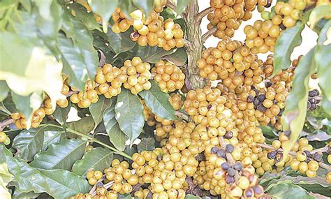 Cafeicultores Do Cerrado Investem Em Cultivares Di Rio Do Rcio