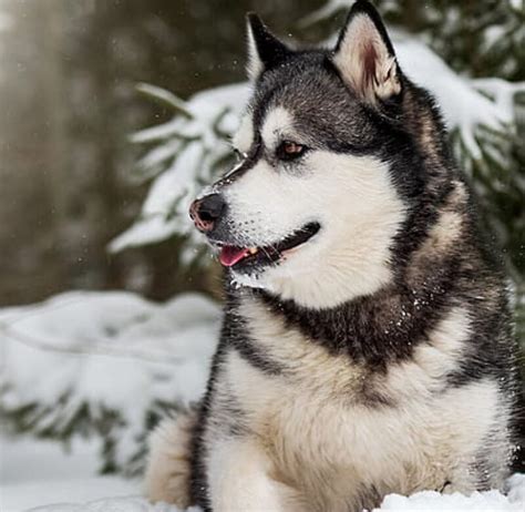 Alaskan Malamute