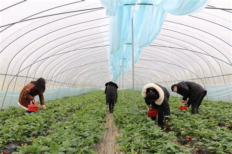 贵州七星关：冬季草莓“抢鲜”上市果园种植户朱昌镇