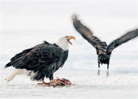 Virginia man charged for killing bald eagle that was eating his fish.