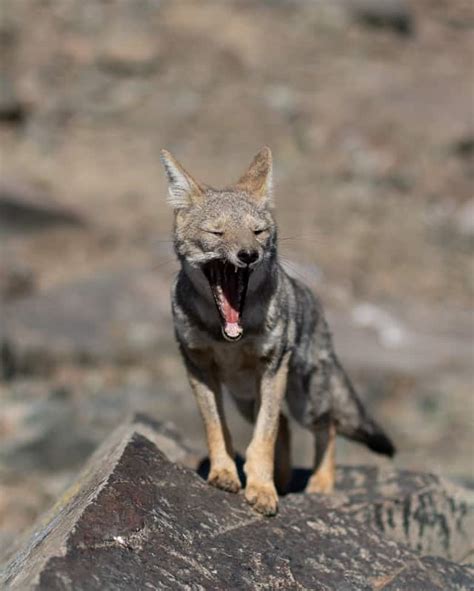 Coyotes and Their Teeth, Jaws, and Bite! – Floofmania