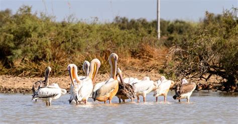 SÉNÉGAL sécurité renforcée pour les parcs nationaux du Niokolo Koba