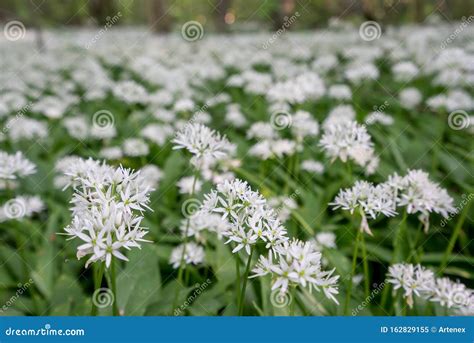 White Blooming Flower Blossom In Natural Environment Allium Ursinum