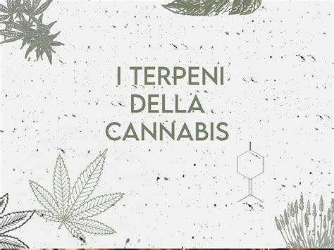 Terpeni Cannabis Quali Sono I Principali Greenorganics