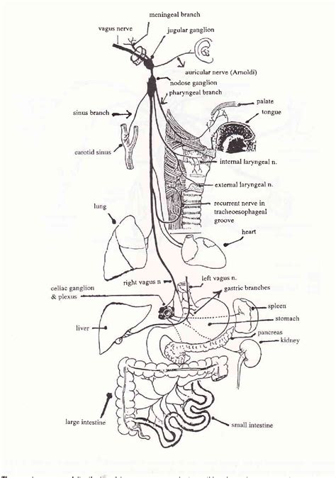 Figure 2 from Anatomy of hiccups and its relations to its ...