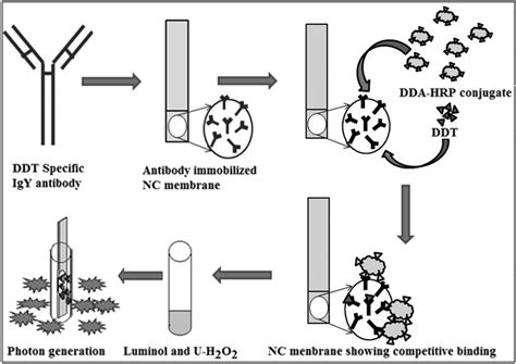 Schematic Representation Of Chemiluminescence Based Dipstick