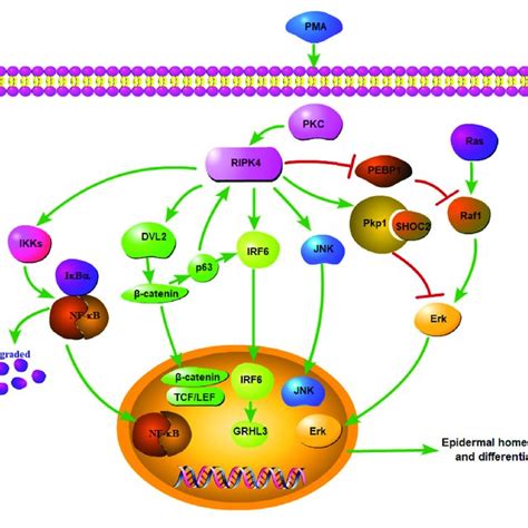 Network Of RIPK4 In The Multiple Signaling Pathways For Epidermal