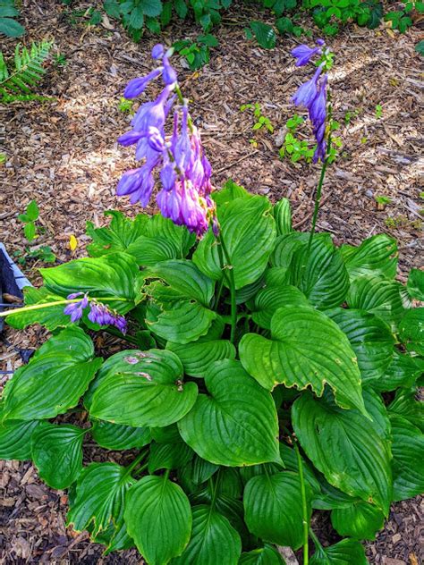 Ventricosa Purple Hosta Flowers On Glossy Green Foliage August