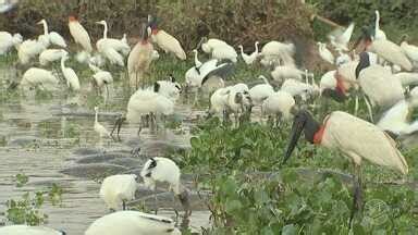 Natureza Mt Bloco O Alagado Do Pantanal Traz Boas Not Cias