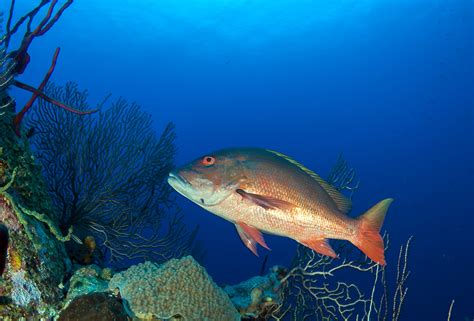 Key West Fishing Charters Reef Snapper Grouper Capt Jason Dozier