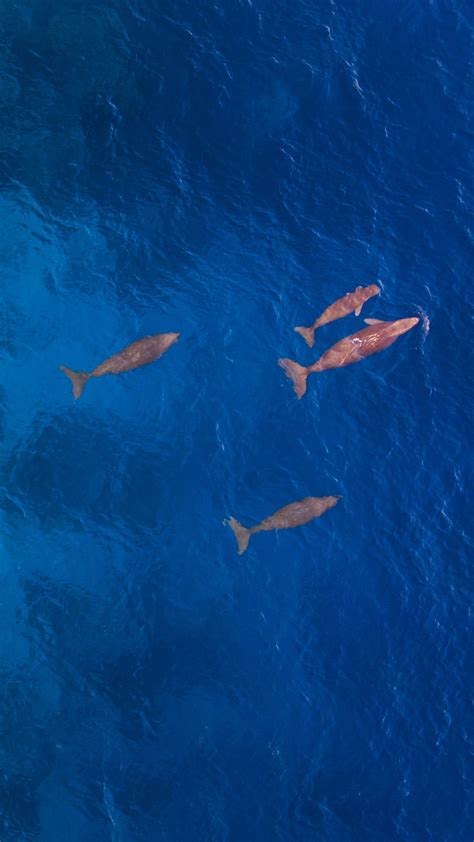 Aerial View Of Dugongs Swimming In Ocean Sangihe Island North