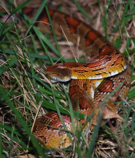 List 93 Pictures Types Of Corn Snakes With Pictures Latest