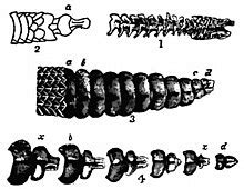 Rattlesnake Rattle Anatomy