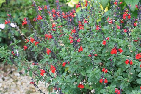 Salvia Royal Bumble Esveld Shop